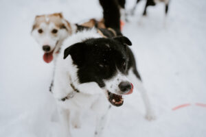 Akaslompolo Finland Winter Engagement dog sledding adventure with dog licking chops