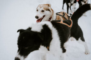 Akaslompolo Finland Winter Engagement cute dogs