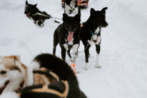 Akaslompolo Finland Winter Engagement dogs during dog sledding adventure engagement