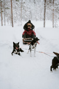 Akaslompolo Finland Winter Engagement dogs during dog sledding adventure engagement
