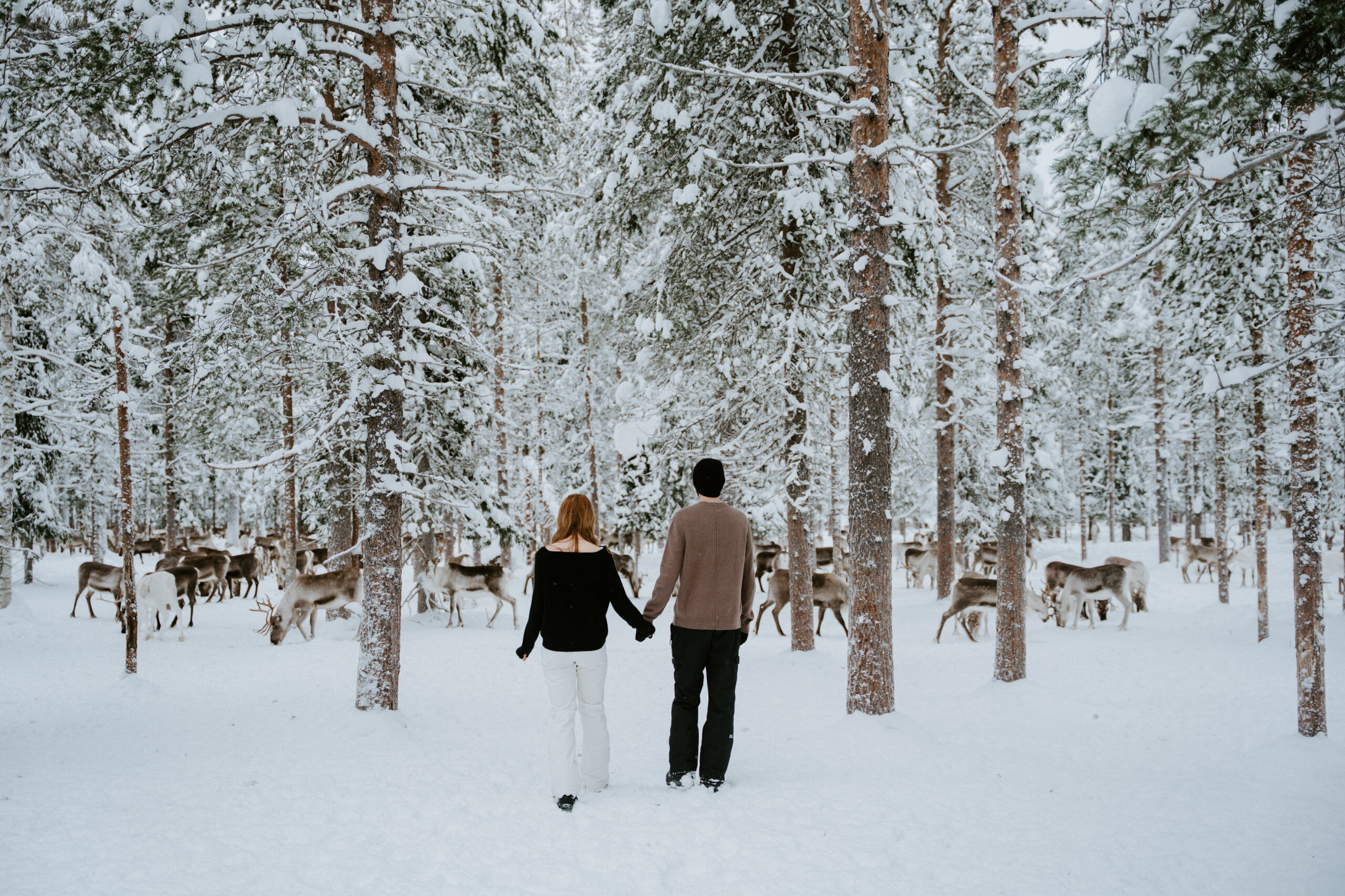 Akaslompolo Finland Winter Engagement couple walking towards wild reindeer