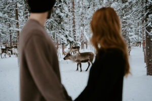 Akaslompolo Finland Winter Engagement focus on reindeer with couple out of focus