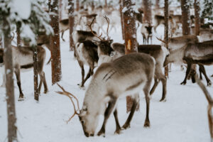 Akaslompolo Finland Winter Engagement reindeer