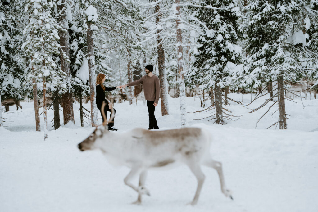 Engaged couple spending time with reindeer during a winter engagement session in Äkäslompolo, Finland