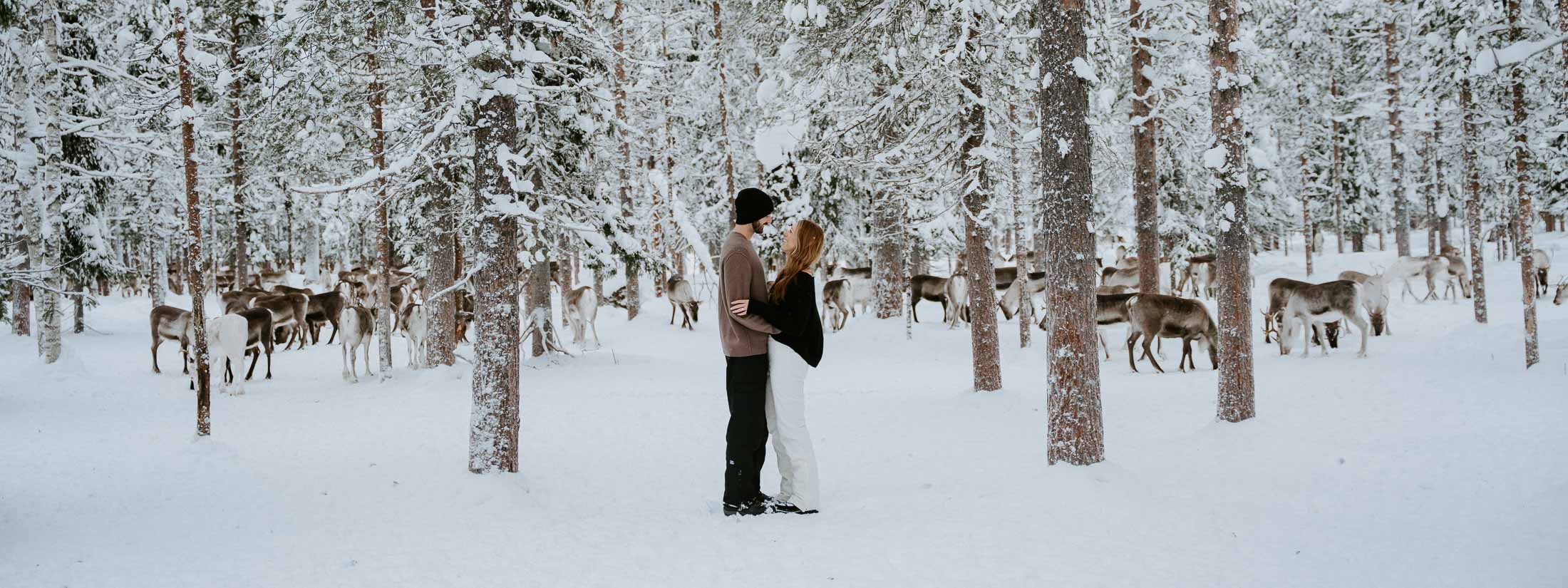 Newly engaged couple Standing in the snow in Finland surrounded by Reindeer and a forest