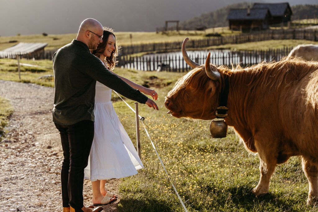 Bride and groom petting cow