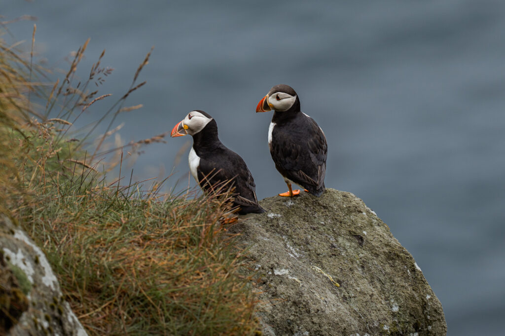 Two puffins looking curious at Gjógv on Faroe Islands during bride and groom's elopement