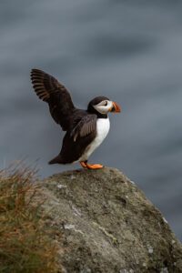 Puffin flapping it's wings in Gjógv on bride and groom's elopement day on Faroe Islands
