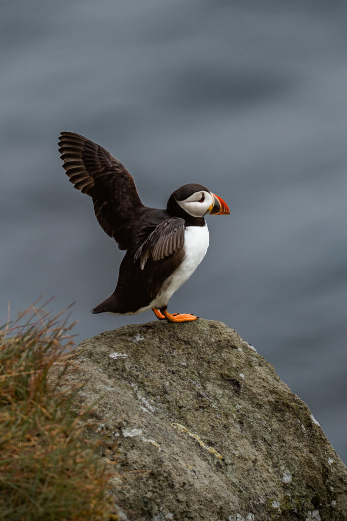 Puffin flapping it's wings in Gjógv on bride and groom's elopement day on Faroe Islands