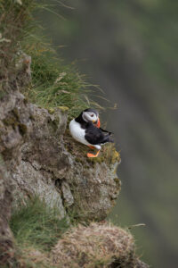 Puffin at Kallur on Faroe