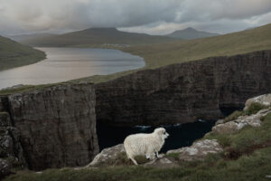 Sheep on the steep cliffs of Trælanípa, Faroe Islands, with the lake overlooking the ocean